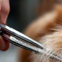 Ciseaux professionnels taillant le poil d’un chien