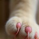 Gros plan sur des griffes de chat bien entretenues