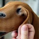 Employée nettoyant délicatement les oreilles d’un chien